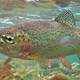 Image for article titled Trout Offended Fly Fisherman Would Just Throw Him Back Like That